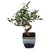 Exotic Green Indoor Plant S Shape Ficus 3 Year Bonsai In Ocean Blue Ceramic Pot