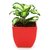 Exotic Green Dieffenbachia Amy Indoor Plant Red Pot