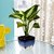 Exotic Green Indoor Plant Dieffenbachia Small In White  Blue Ceramic Pot