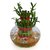 Exotic Green Indoor Plant 2 layer Lucky Bamboo