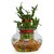 Exotic Green Indoor Plant 2 layer Lucky Bamboo