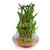 3 Layer Lucky Bamboo Best Quality with Pot