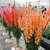 Seeds-Snapdragon  Antirrhinum  Chantilly Series  Florist Select  Tall Mix 10