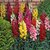 Seeds-Snapdragon  Antirrhinum  Chantilly Series  Florist Select  Tall Mix 10