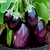 Seeds-Brinjal - Big Long Oval Eggplant - Hybrid F1 50