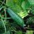 Seeds-Cucumber (Kheera/Kakari/Sosa) - Burpless F1 20