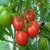 Seeds-Tomato Large Red Avimanyu Non Gmo Fruit Vegetable 50
