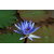 Seeds-Asian Lotus Blue Flower - Nelumbo Nucifera - Pack Of 5