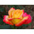 Seeds-Yellow Red Rose - 10 Best Quality Hand Picked
