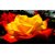 Seeds-Yellow Red Rose - 10 Best Quality Hand Picked