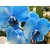 Seeds-Orchid Beautiful Plant Flower Garden Rare Blue Colour - 10