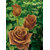 Seeds-Rose Chocalate Rose - 10