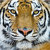 Wall Close Up Tiger