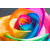 Seeds-Rainbow Rose - 10 With Instruction Paper