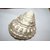 Astrology Goods Moti Shankh, Mother Of Pearl, Pearl Conch, Shankh