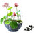 Seeds-Multi Color Lotus Flower For Your Balcony Nelumbo Nucifera 12