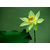 Seeds-Lotus Flower Green Lotus Green Flower 10