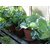 Seeds-Cabbage Pack Of 50 Pcs