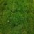 Seeds-Carpet Grass 1000