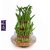 3 Layer Lucky Bamboo Plant with pot (BIG)