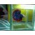 Betta Fish Setup Tank Aquarium (Grams)