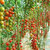 Seeds-10X Sweet Tomato Nutritious Fruits Vegetables Organic Fresh