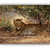 Vitalwalls Animal Painting Canvas Art Print On Pure Wooden Frame(Animal-037-F-60cm)