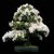 Seeds-Bonsai -Common Gardenia - Cape Jasmine Flower Seed