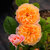 Seeds-Rare Orange Climbing Rose Flower