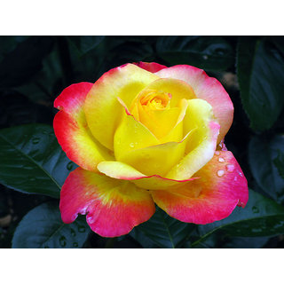 Seeds Love And Peace Rose Flower Online Get 20 Off Seeds Love And Peace Rose Flower