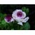 Seeds-Persian Rose Bush Rare Flower