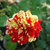 Seeds-Red Orange Stripes Rose Bush