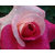 Seeds-Rosella Umbrella Rose Flower