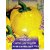 Seeds-Capsicum Yellow Imported - Free Shipping