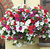 Seed - Petunia Mix Flower (No. of Pieces in the box 50)