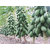 Seeds-Papaya - Dwarf Variety Huge Production Hybrid Seed