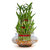 3 layer lucky bamboo plant big