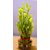 3 Layer Lucky Bamboo Plant With Glass bowl