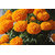 Seeds-Marigold - Orange
