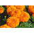 Seeds-Imported Marigold Orange - High Yielding - Pack Of 15