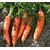 Vegetable Seed : Carrot Seed For Kitchen Garden with Natural Fertilizer