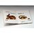 The Animal Kit / The Animal Early Learning Kit / Animals By Super Baby