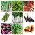Seed - Vegetable Combo Other Pack - Cowpea, Coriander, Tomato, Long Brinjal (Pack Of 9)