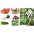 Seeds-10 Hybrid Vegetables +Corn For Roof Top Gardening And Kitchen Gardening