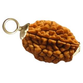 Buy Real 2 Mukhi Rudraksha Pendant 2 Face Rudraksha Pendant Online 550 From Shopclues Buy 2 mukhi rudraksha price at affordable cost from rudralife. shopclues