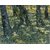 Vitalwalls Undergrowth Canvas Art Print Landscape-472-30Cm