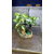 ARTIFICIAL PLANT FOR HOME, OFFICE DECORATION