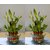 2 Layer Lucky Bamboo Plant (Set of 2 PCS)
