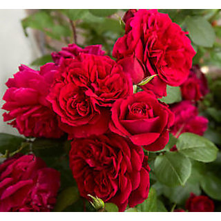 Seeds-Rose Flower Seed - Fire Red Climbing Rose Climber Seed - Pack Of 10
