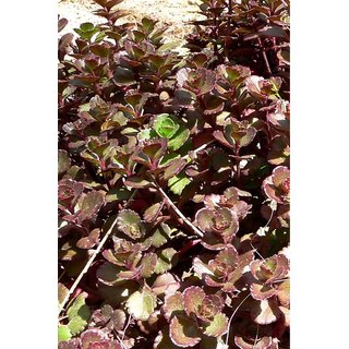 Buy Succulent Sedum Spurium Voodoo Sedum Spurium Dragons Blood Live Plant Online 249 From Shopclues